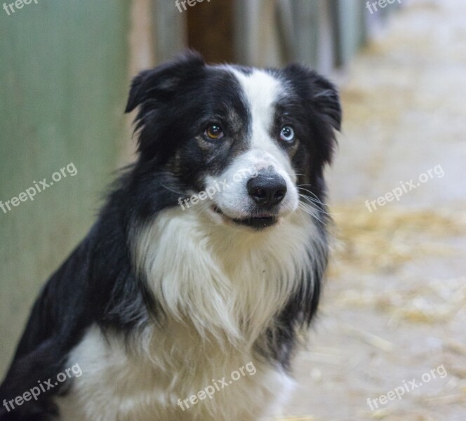 Dog Border Collie Animal Mammal Portrait