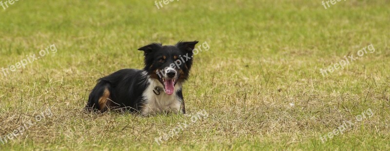 Dog Border Collie Animal Mammal Portrait