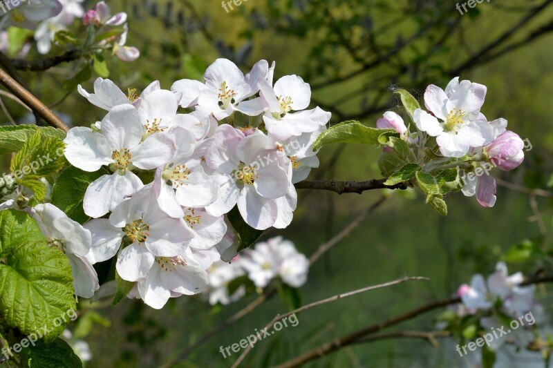 Spring Blossom Bloom Close Up Fruit Tree Blossom