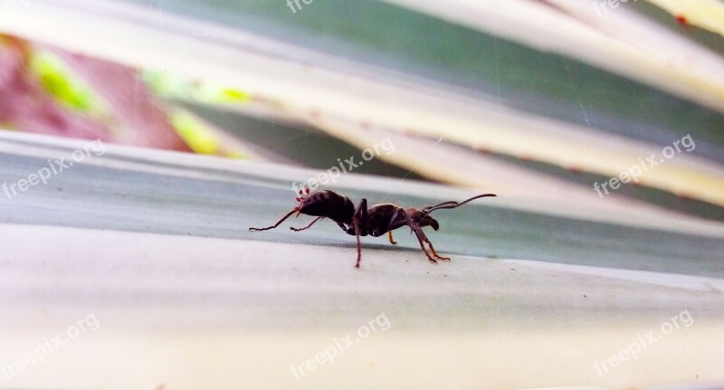 Ant Walking Insect White Simple Animal