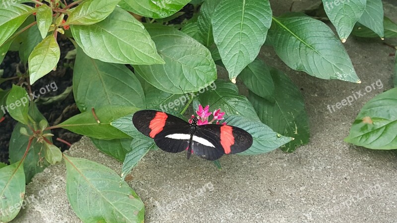 Longwing Butterfly Nature Butterfly Heliconius Colorful