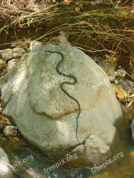 Snake Rock Nature Bush Serpent