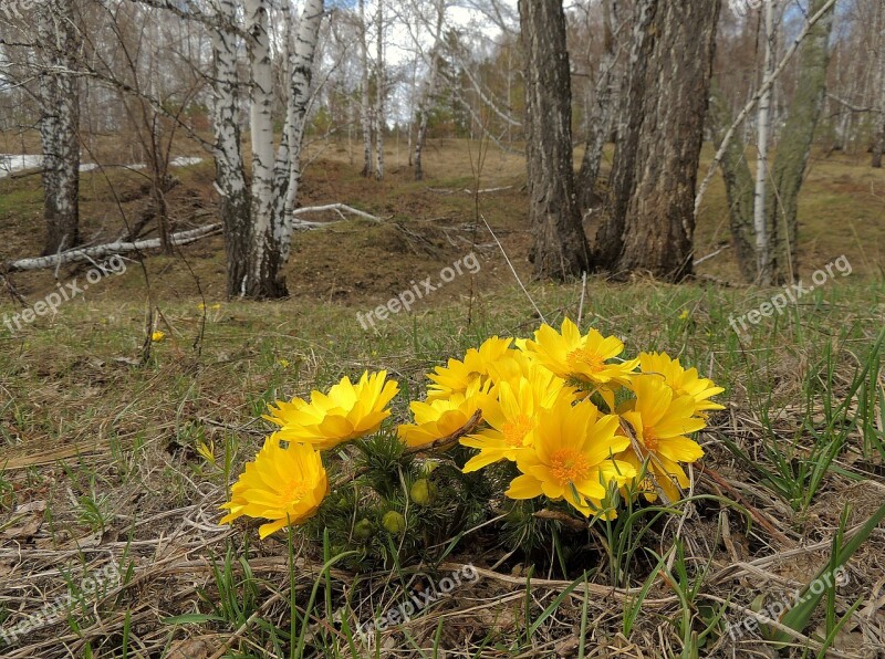 Adonis Yellow Petals Sun Flower Nature Forest