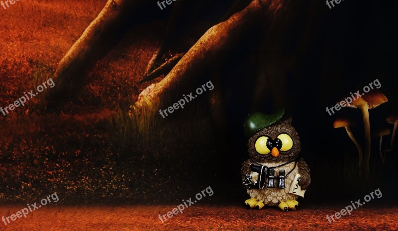 Photograph Owl Figure Funny Forest