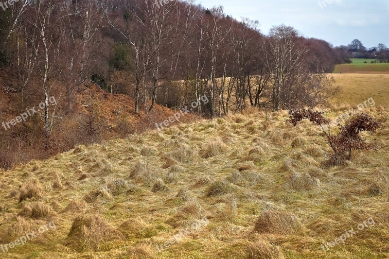 Landscape Nature Meadow Forest Of Course