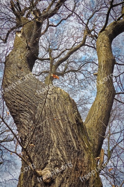 Trees Old Old Tree Nature Wood