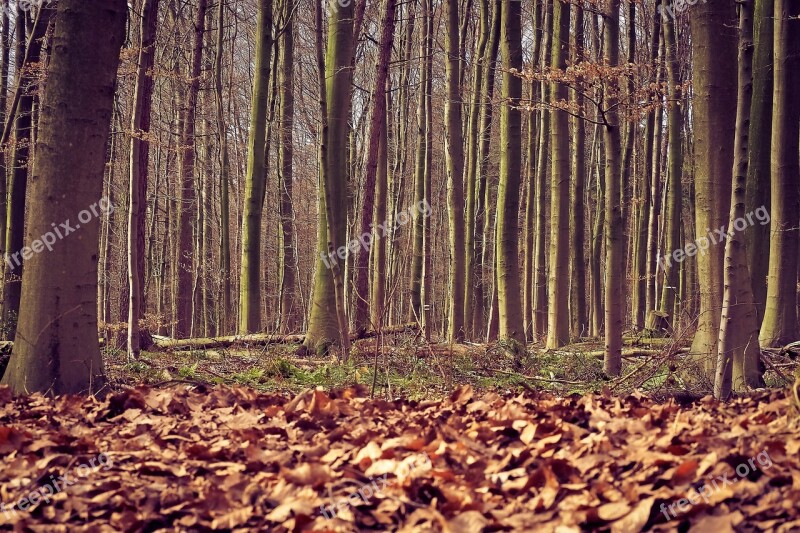 Forest Trees Nature Landscape Green