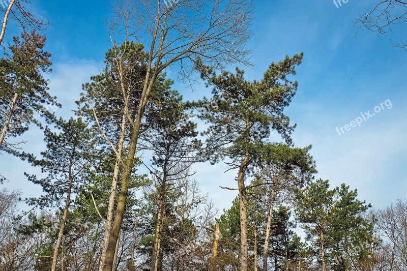 Trees Winter Forest Nature Landscape