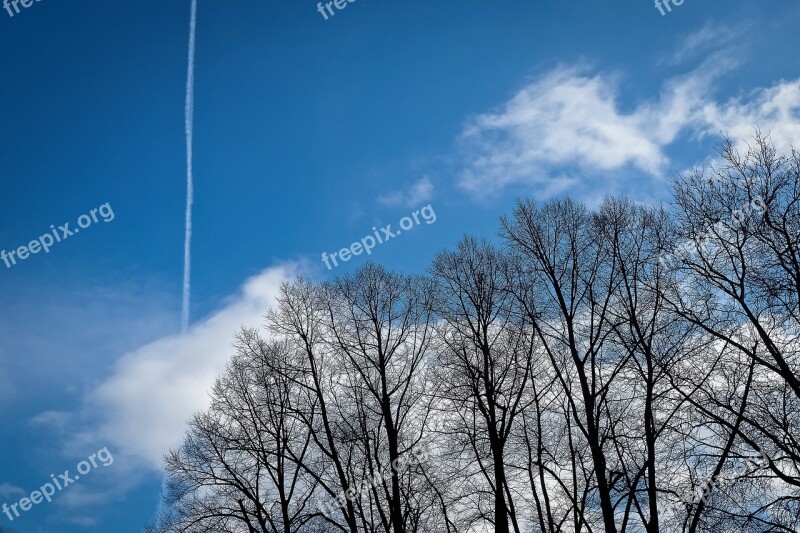 Trees Winter Forest Nature Landscape