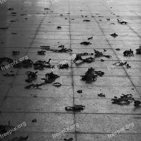 Leaves On Pavement Autumn Black And White Fallen Leaves Dry Leaves