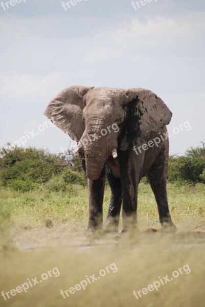 Elephant Etosha Pan Namibia Safari Africa