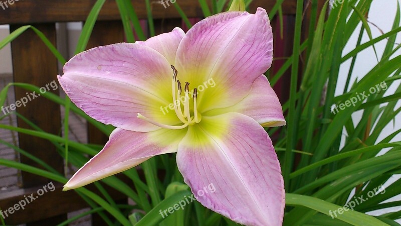 Lily Blossom Bloom Pink Daylily