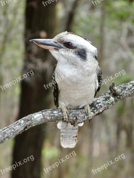 Kookaburra Australia Kingfisher Nature Wildlife