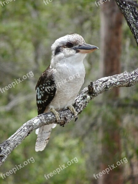 Kookaburra Australia Kingfisher Nature Wildlife