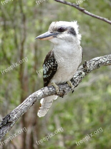 Kookaburra Australia Kingfisher Nature Wildlife