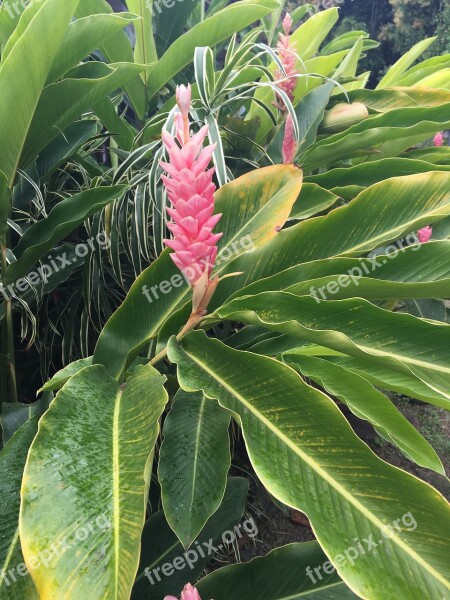 Ginger Flower Nature Plant Tropical