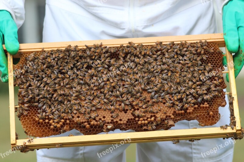 Bees Honeybees Honey Pollinate Pollination