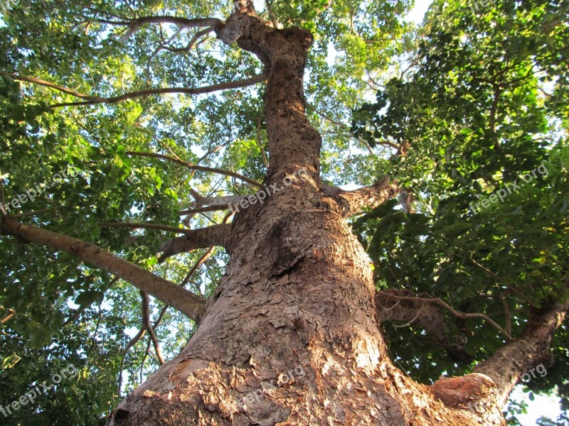 Tree Trunk Nature Forest Free Photos