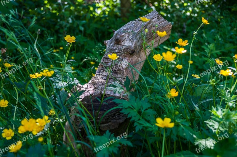 Buttercup Feral Meadow Tribe Nature