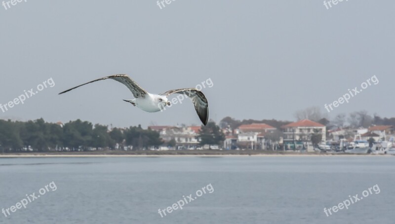 Ferryboat Thasos Greece Ferry Greek