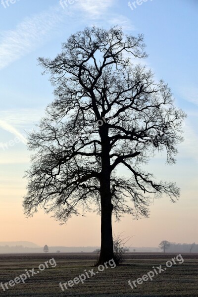 Tree Kahl Bare Tree Winter Sunrise