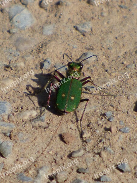 Country Cincidella Cincidella Campestris Green Beetle Free Photos