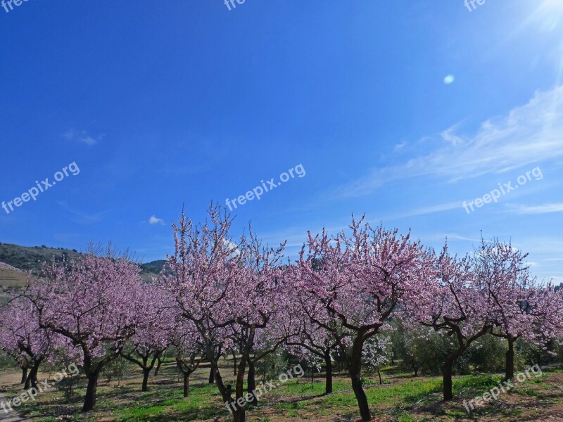 Almond Grove Flowering Almond Trees Almond Blossom Landscape Free Photos