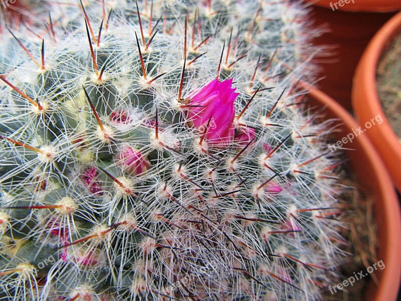 Cactus Spines Plants Cactus Flowers Prickly