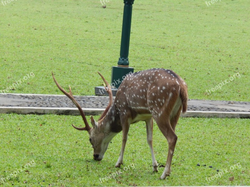 Deer Park Bogor Nature Wildlife