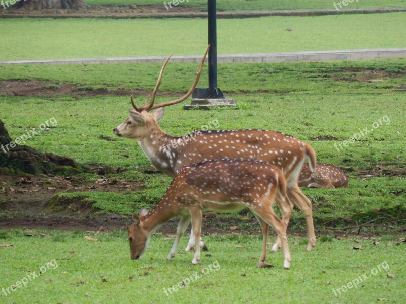 Deer Park Bogor Nature Wildlife