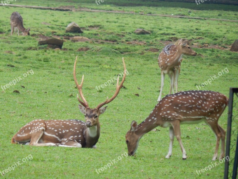 Deer Park Bogor Nature Wildlife