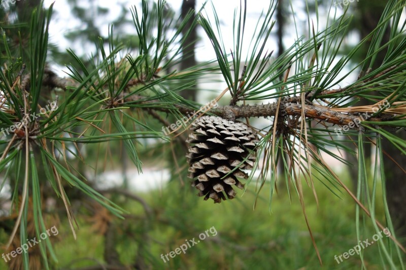 Pine Cone Pine Wood Free Photos