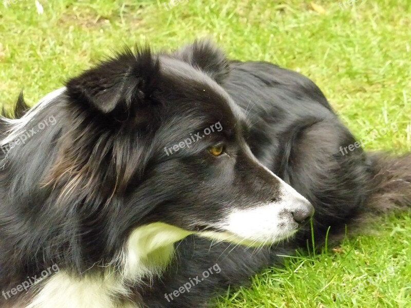 Border Collie Dog British Sheepdog Free Photos