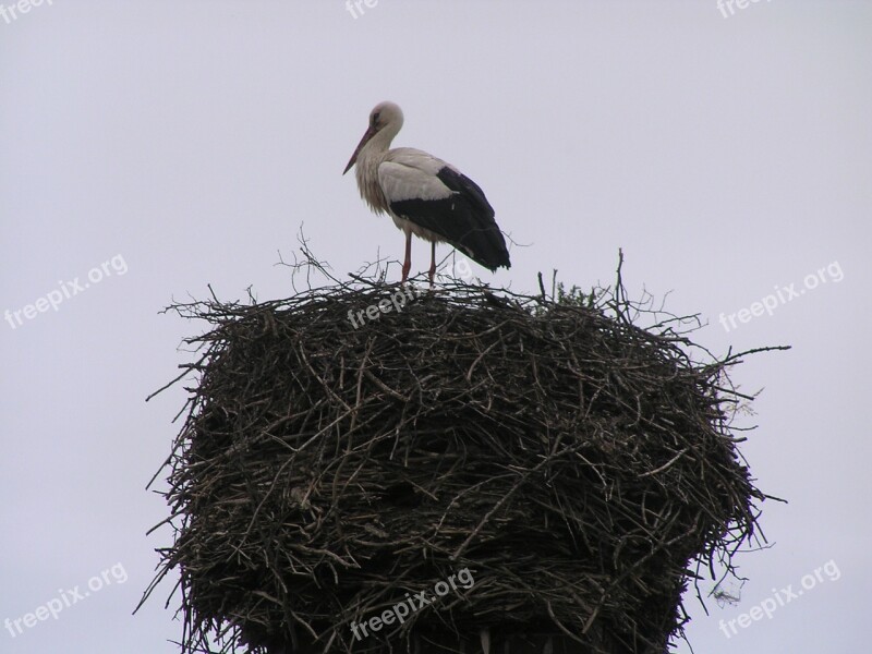 Stork Nest Sky Free Photos