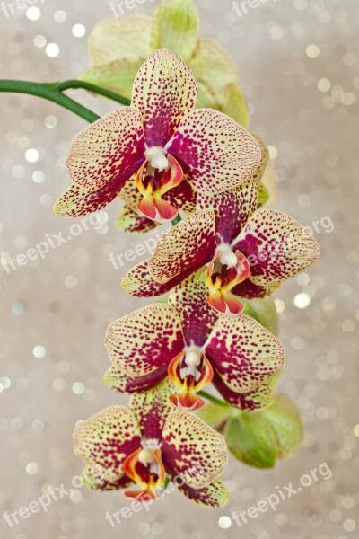 Orchid Phalaenopsis Flower Bloom Macro