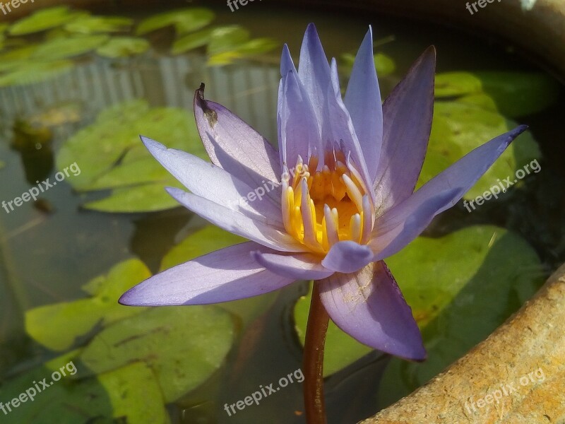 Lotus Leaf Lotus Water Plants Flowers Lotus Lake