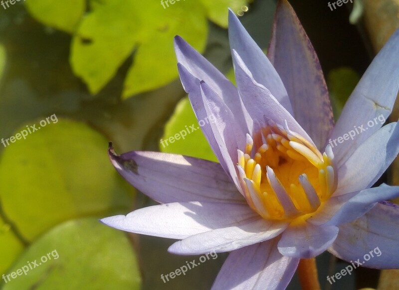 Lotus Leaf Lotus Water Plants Flowers Lotus Lake