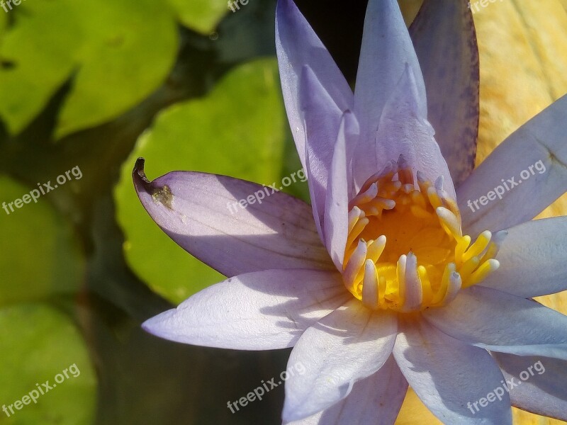 Lotus Leaf Lotus Water Plants Flowers Lotus Lake