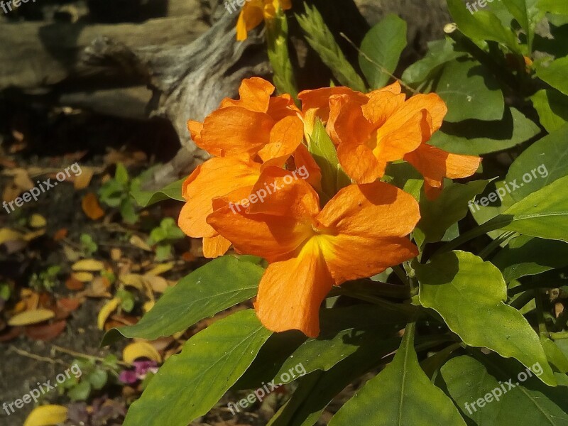 It Leaves Flowers Sagkrni Flowers The Orange-yellow Flowers Yellow Flowers Bush