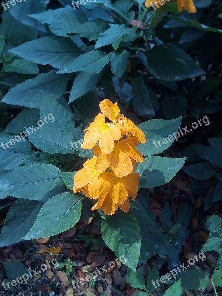 It Leaves Flowers Sagkrni Flowers The Orange-yellow Flowers Yellow Flowers Bush