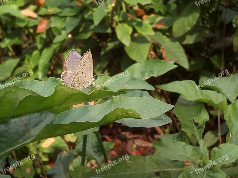 Bush Autumn Leaves Butterfly White Butterfly Green