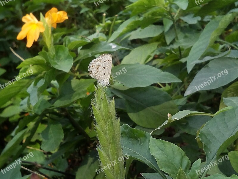 Bush Autumn Leaves Butterfly White Butterfly Green