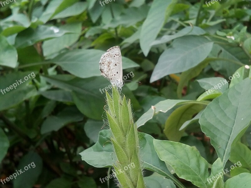 Bush Autumn Leaves Butterfly White Butterfly Green