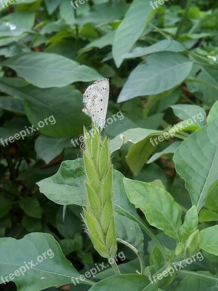 Bush Autumn Leaves Butterfly White Butterfly Green