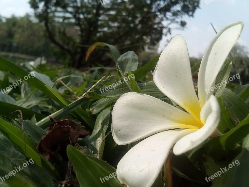 Flowers Frangipani Fragrapanti White Flowers Plant