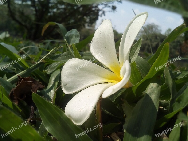 Flowers Frangipani Fragrapanti White Flowers Plant