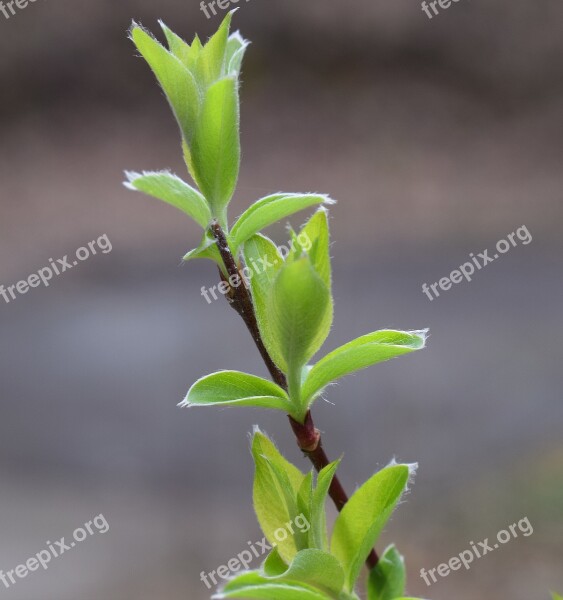 New Willow Leaves Willow Fuzzy Green Leaves