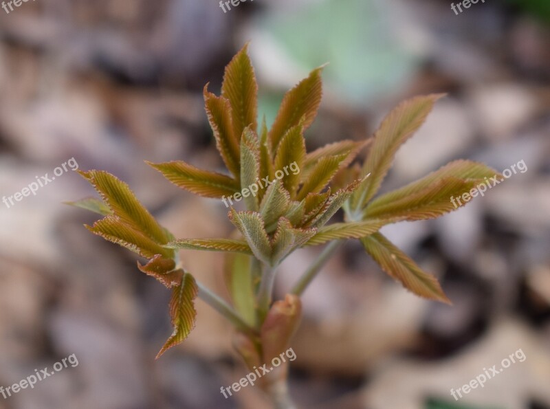 Japanese Chestnut Leaves Opening Chestnut Leaves Shrub Spring