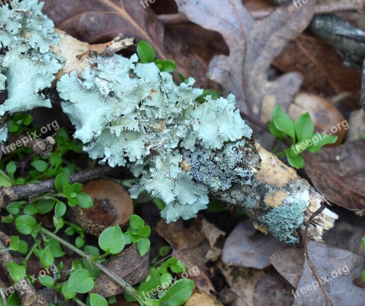 Lichens On Forest Floor Lichen Symbiotic Cyanobacteria Fungi