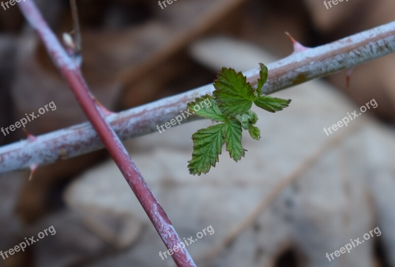 Spring Raspberry Leaves Raspberry Foliage Plant Nature